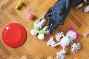 Brinquedos para Cães A sua Importância para o Desenvolvimento